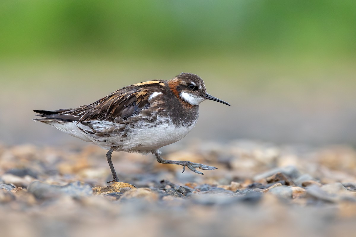 Red-necked Phalarope - ML646733220