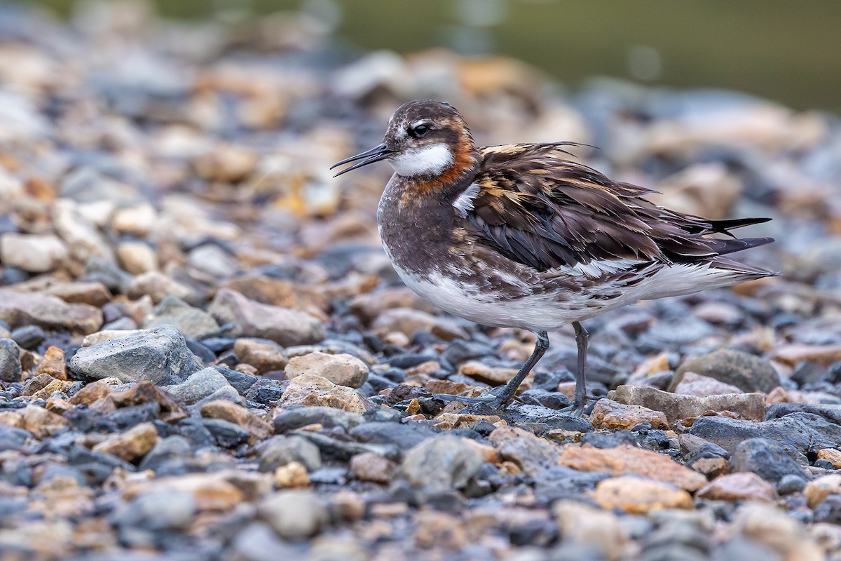Red-necked Phalarope - ML646733221