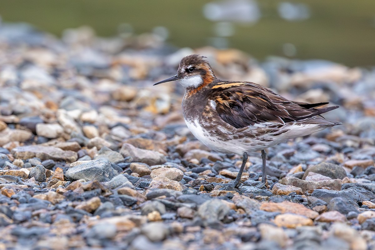 Red-necked Phalarope - ML646733222