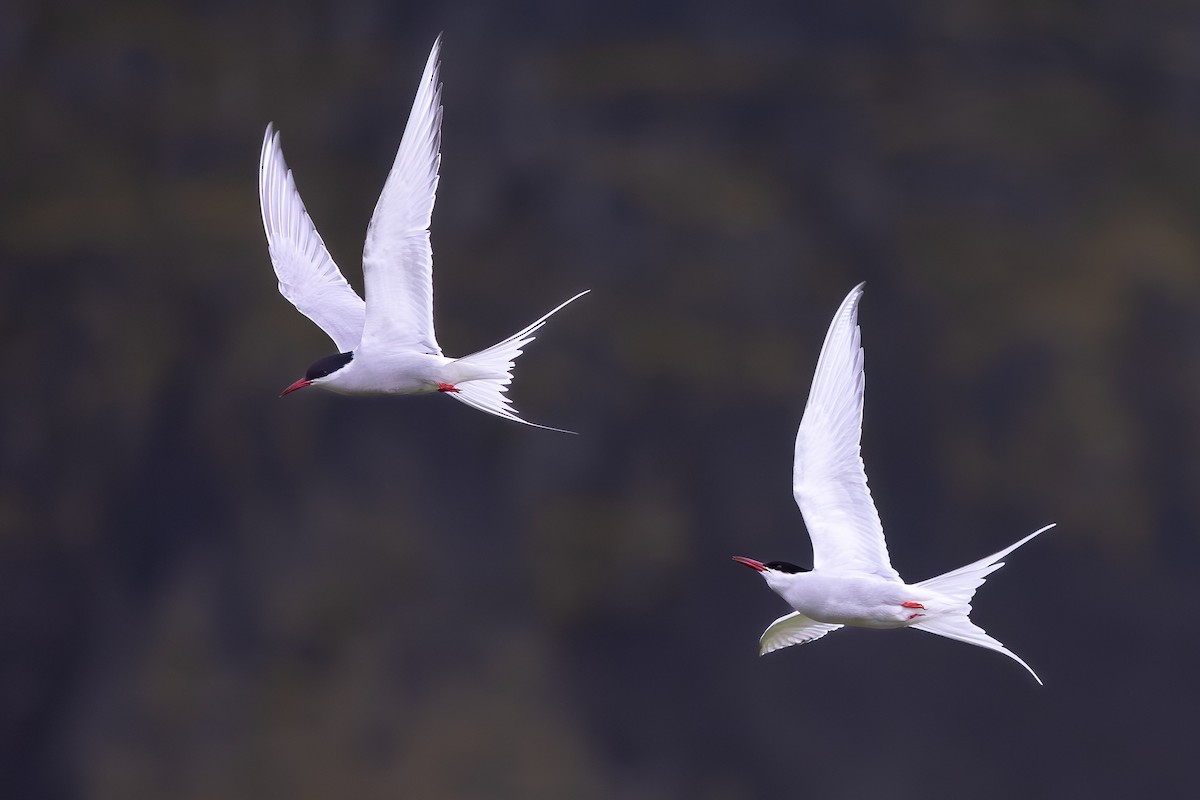 キョクアジサシ - ML646733226