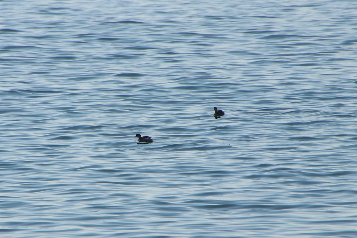 Черношейная поганка - ML646733236