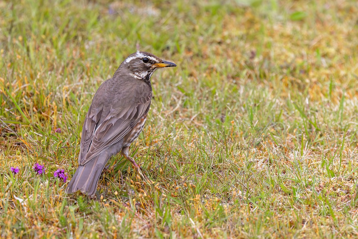 Redwing - ML646733246