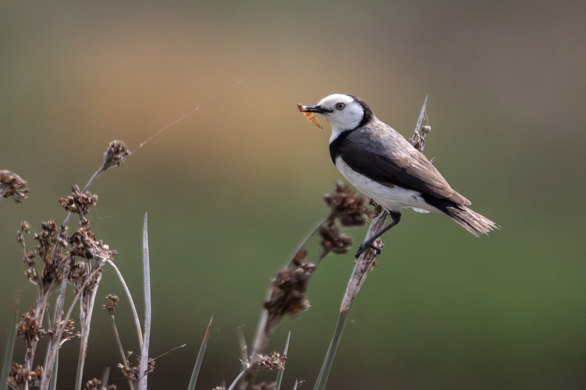 White-fronted Chat - ML646733251