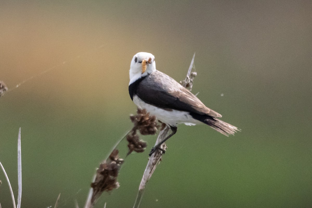 White-fronted Chat - ML646733252