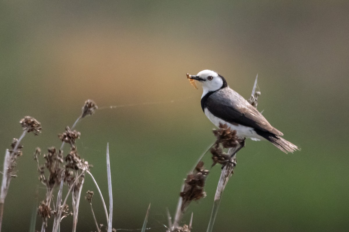 White-fronted Chat - ML646733253
