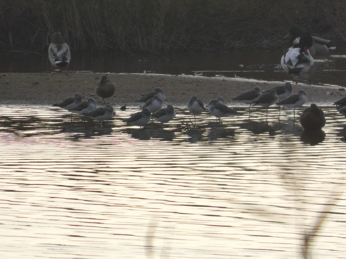 vodouš šedý - ML646733254