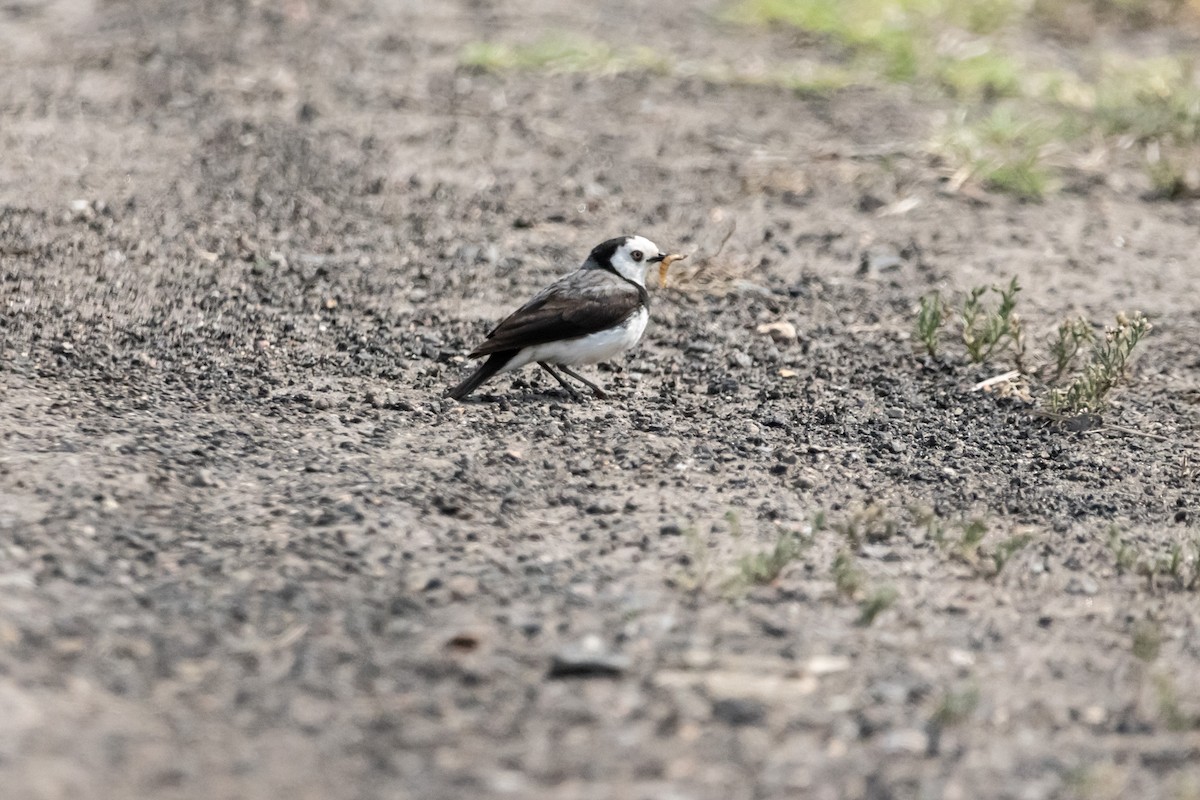 White-fronted Chat - ML646733255