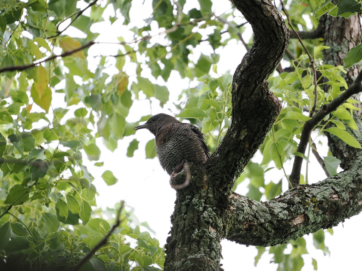 Blue Rock-Thrush - ML646733256