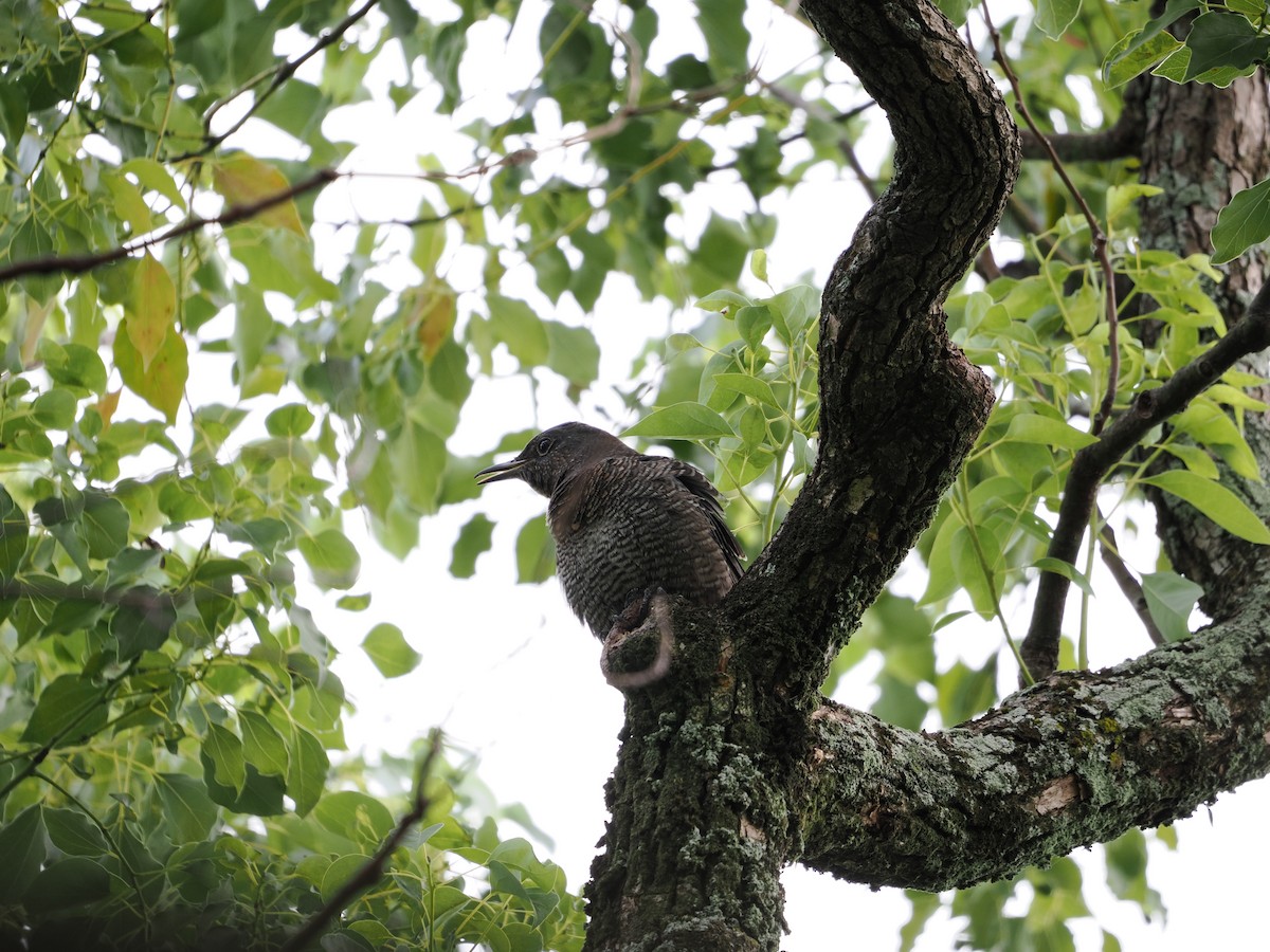 Blue Rock-Thrush - ML646733257