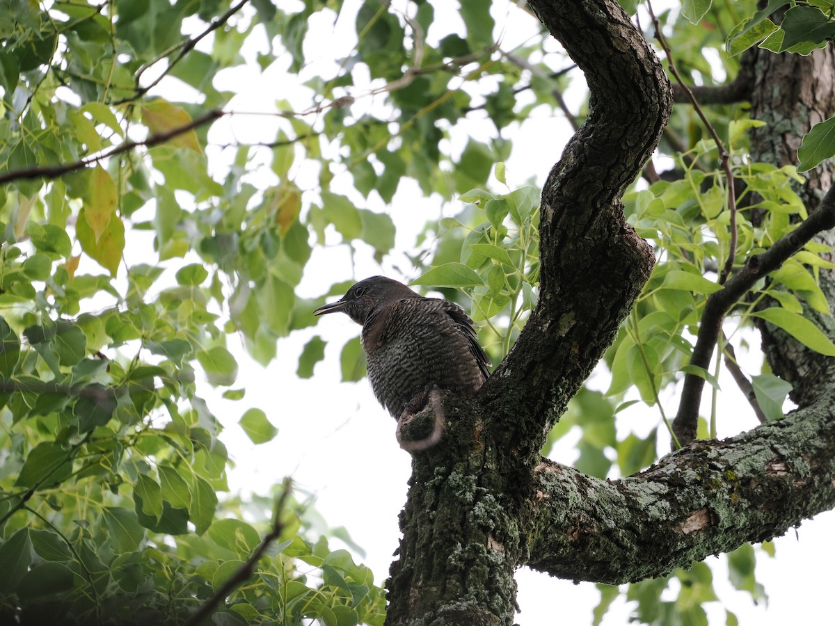 Blue Rock-Thrush - ML646733258