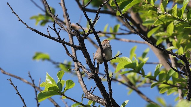 Cistícola Coronirrufo - ML646733261