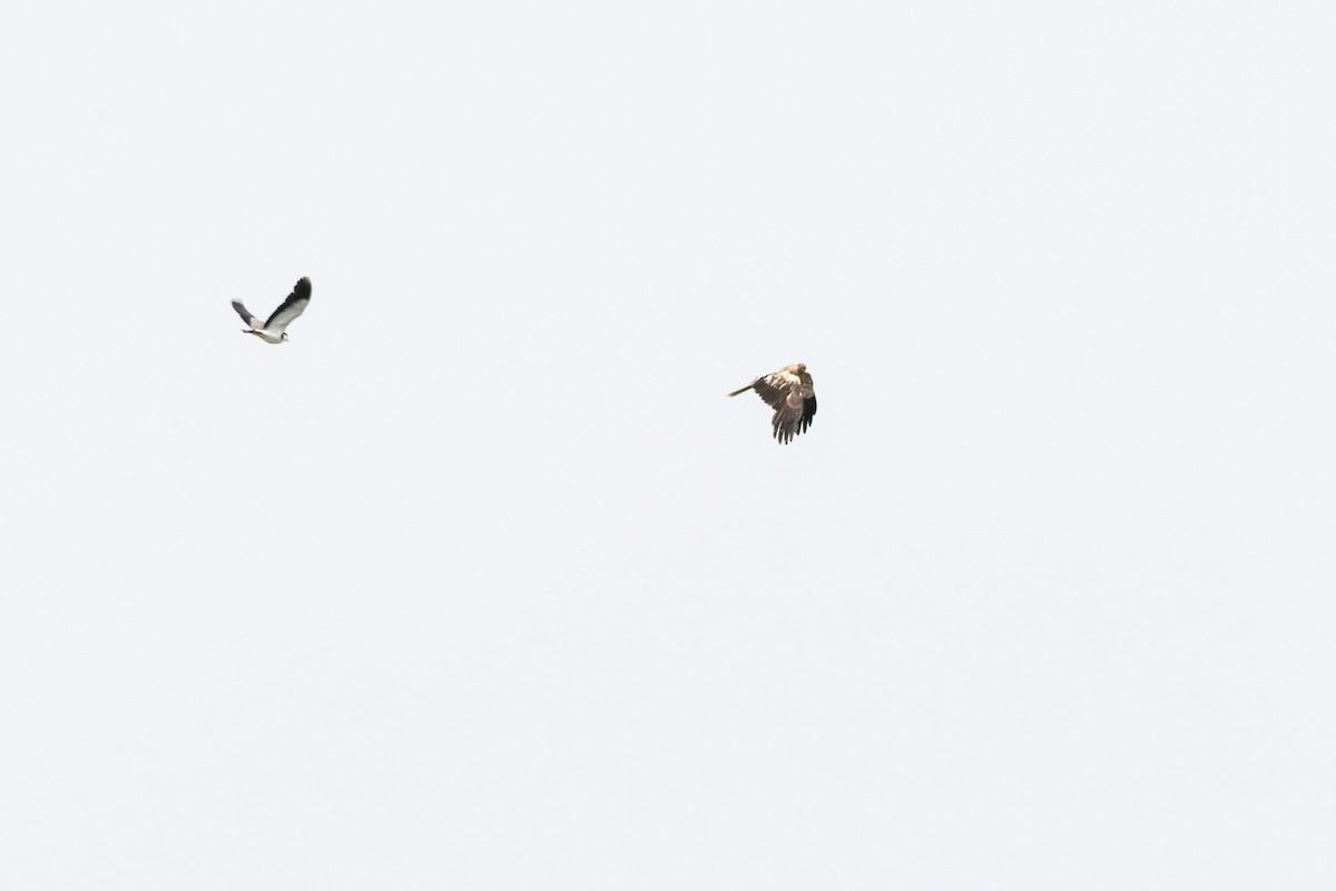 Whistling Kite - ML646733262