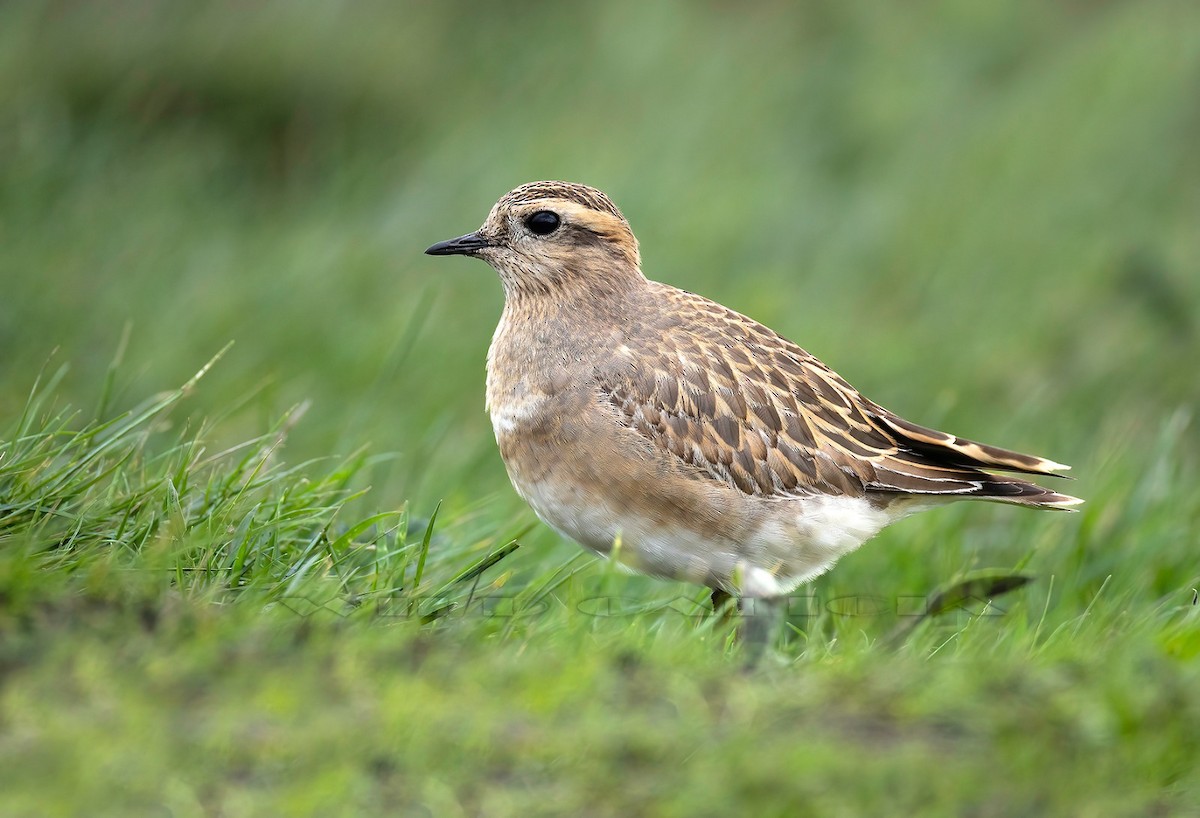 kulík hnědý - ML646733271