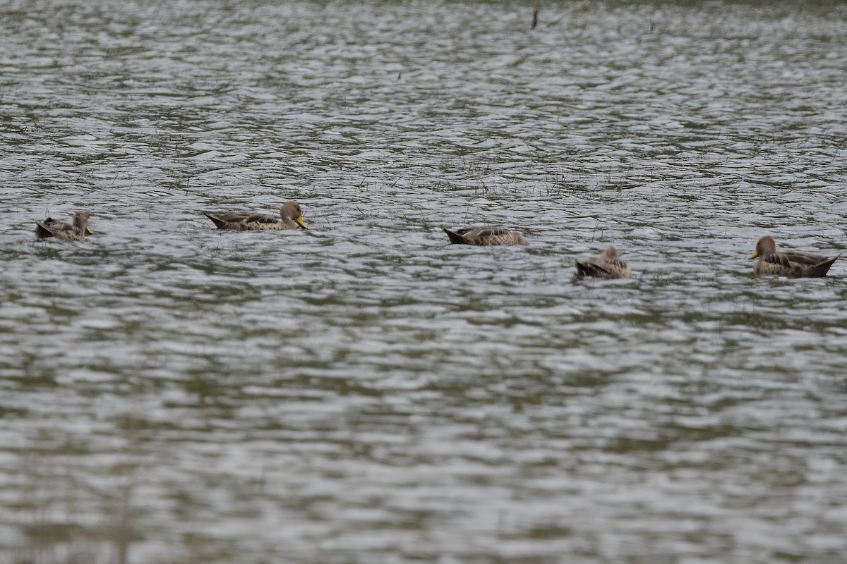 Yellow-billed Pintail - ML646733272