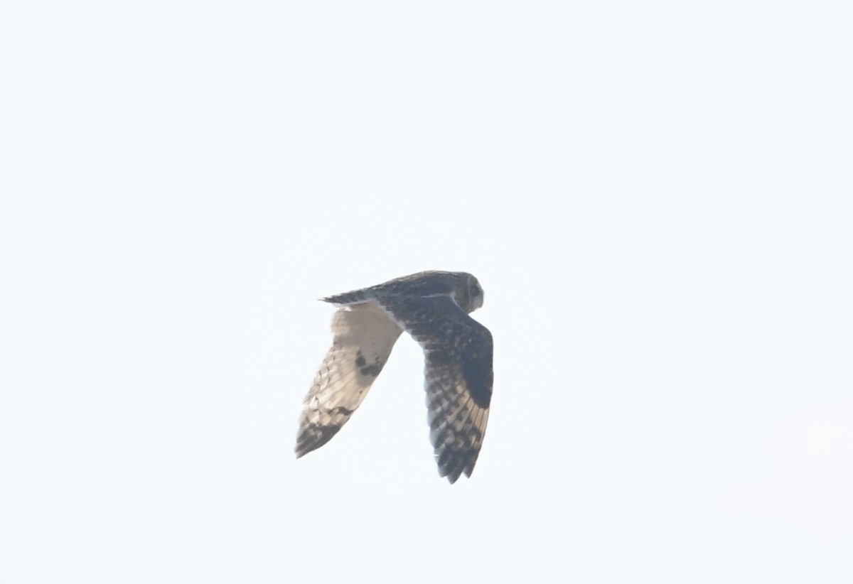 Sumpfohreule - ML646733276