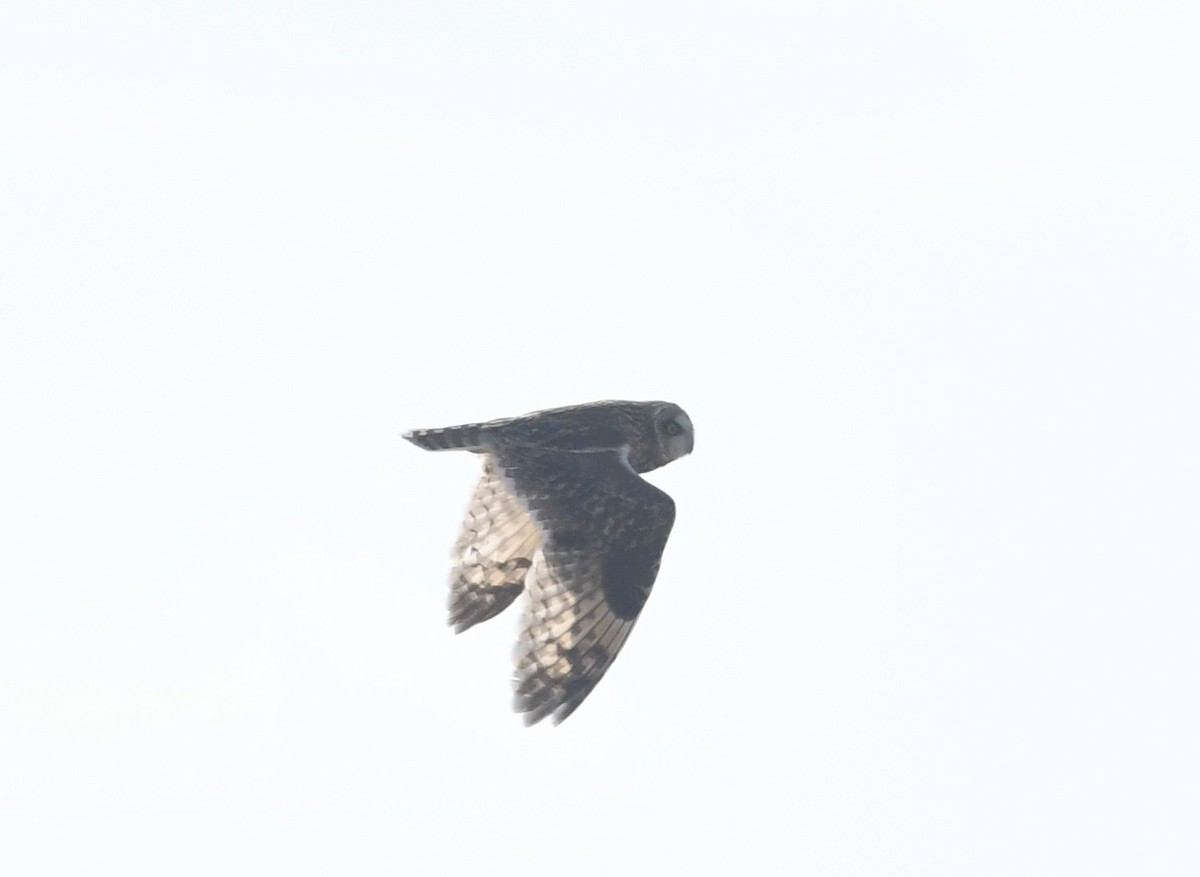 Sumpfohreule - ML646733277