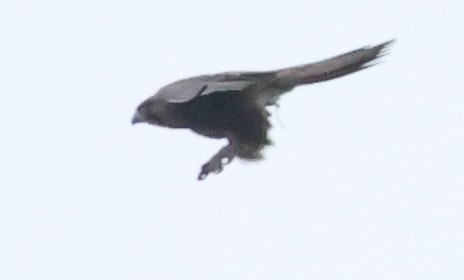 Black Falcon - ML646733281