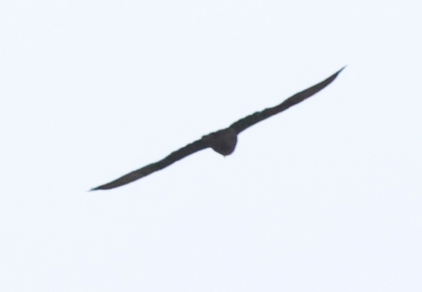 Black Falcon - ML646733282