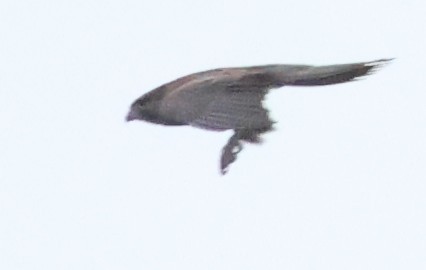 Black Falcon - ML646733287