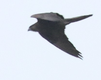 Black Falcon - ML646733291