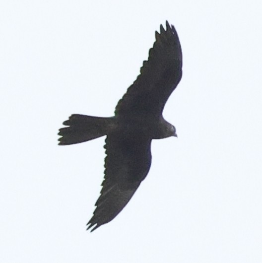 Black Falcon - ML646733292