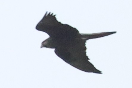 Black Falcon - ML646733293