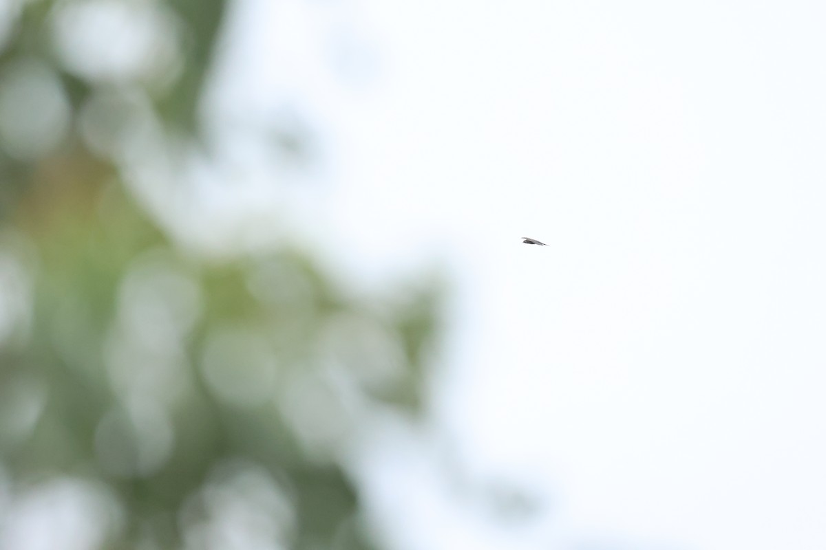 Black Falcon - ML646733296