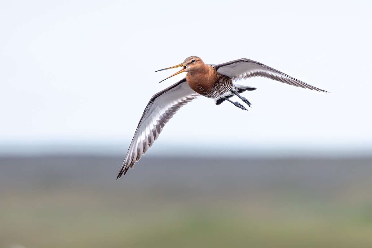 Black-tailed Godwit - ML646733297