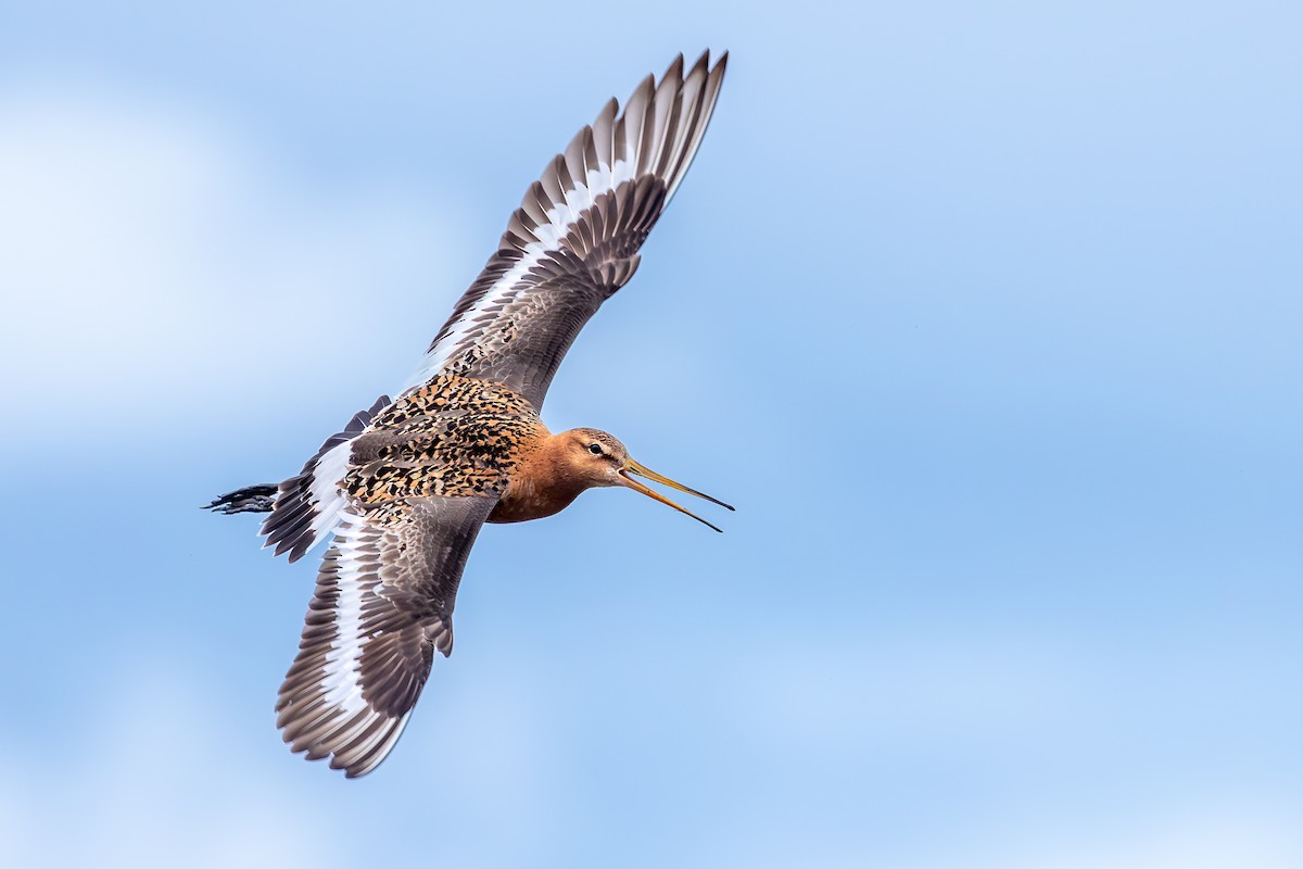 Black-tailed Godwit - ML646733298