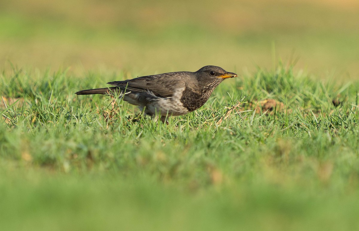 Black-throated Thrush - ML646733302
