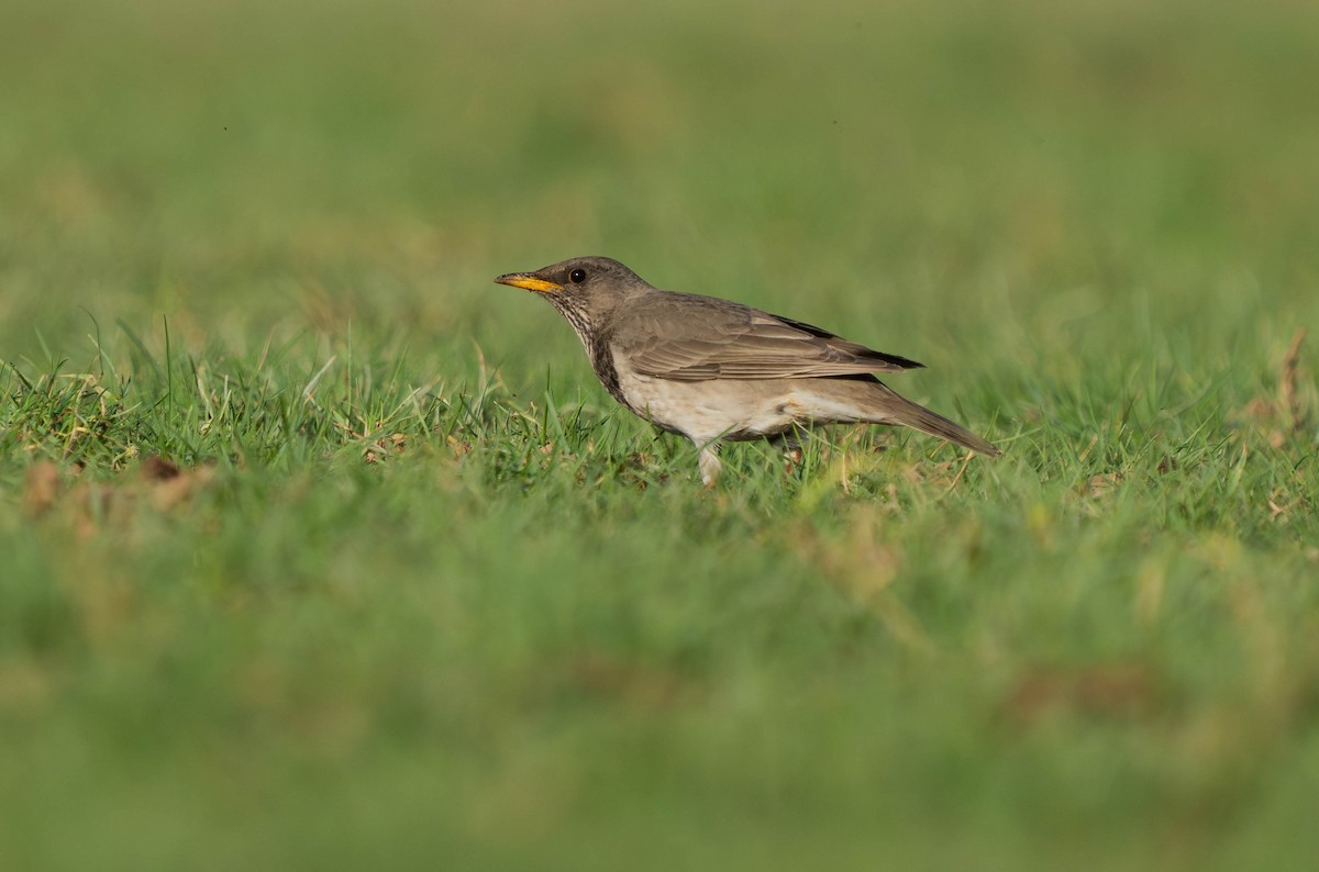 Black-throated Thrush - ML646733303