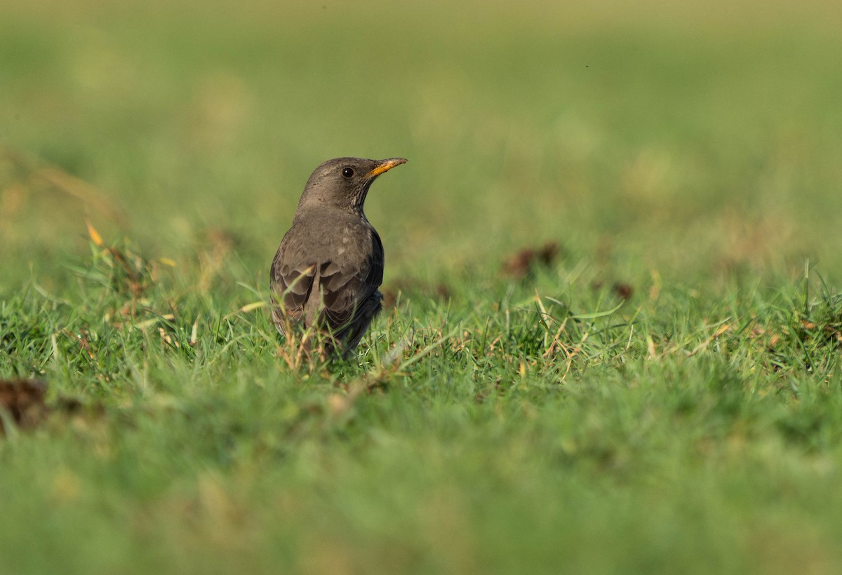Black-throated Thrush - ML646733304