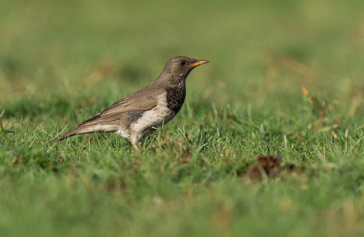 Black-throated Thrush - ML646733305