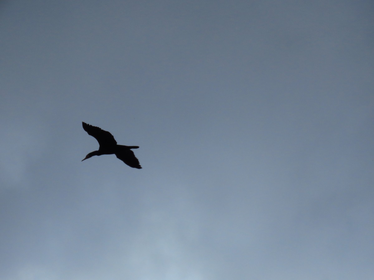 Great Cormorant - ML646733309