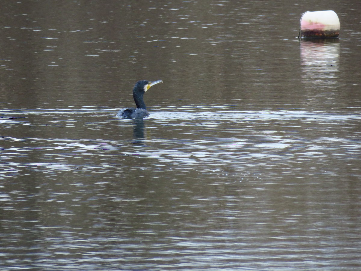 Great Cormorant - ML646733310