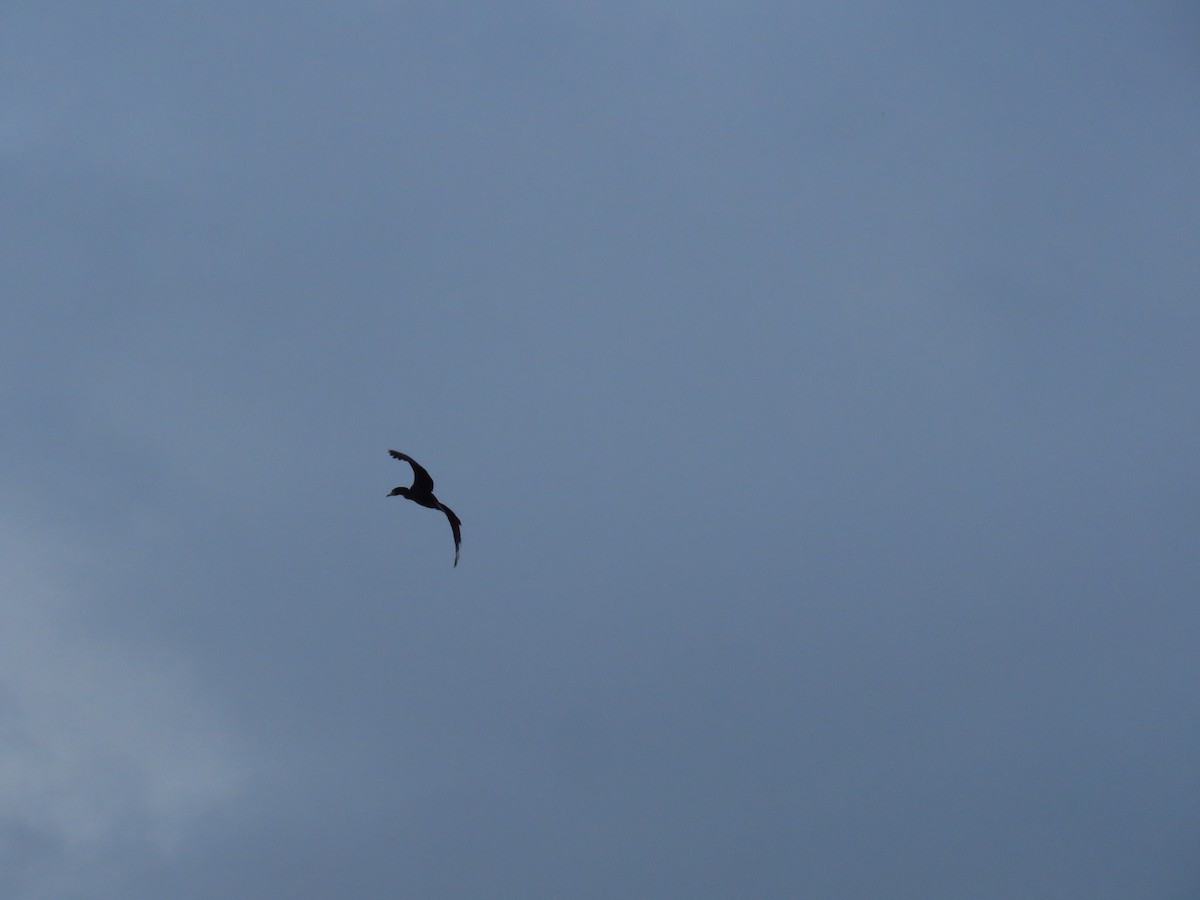 Great Cormorant - ML646733311