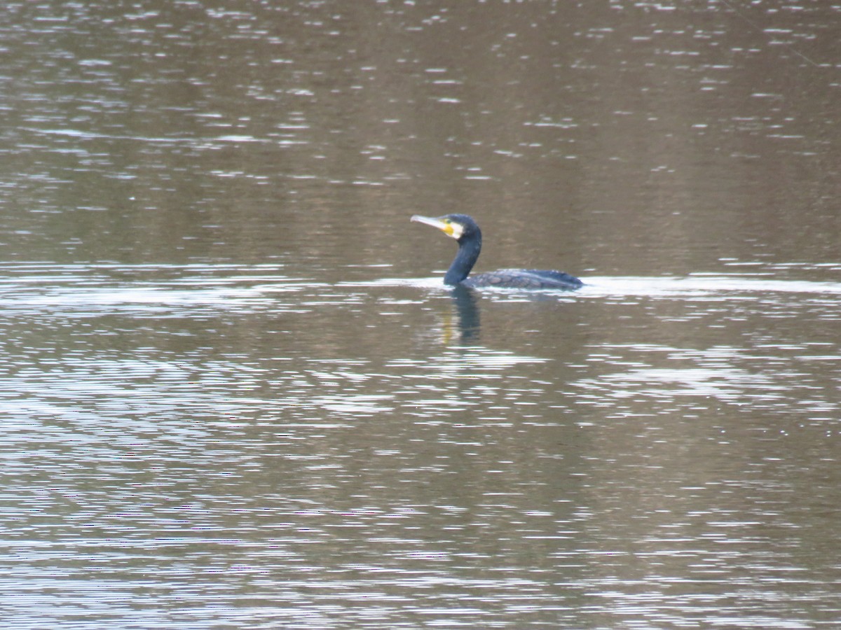 Great Cormorant - ML646733312