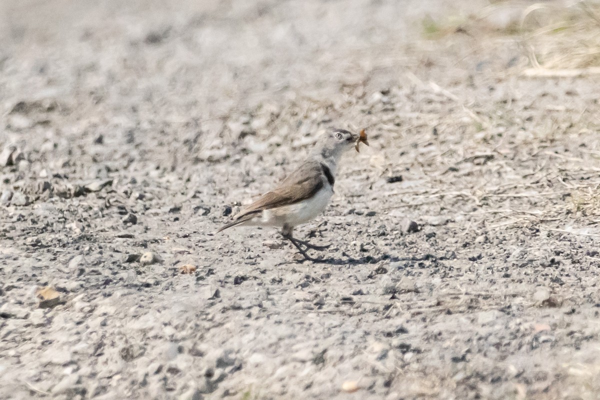 White-fronted Chat - ML646733317
