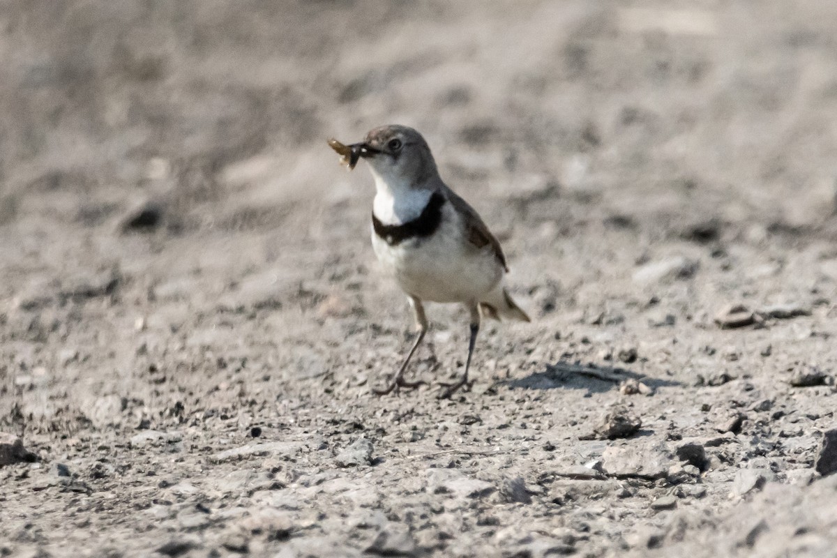 White-fronted Chat - ML646733318