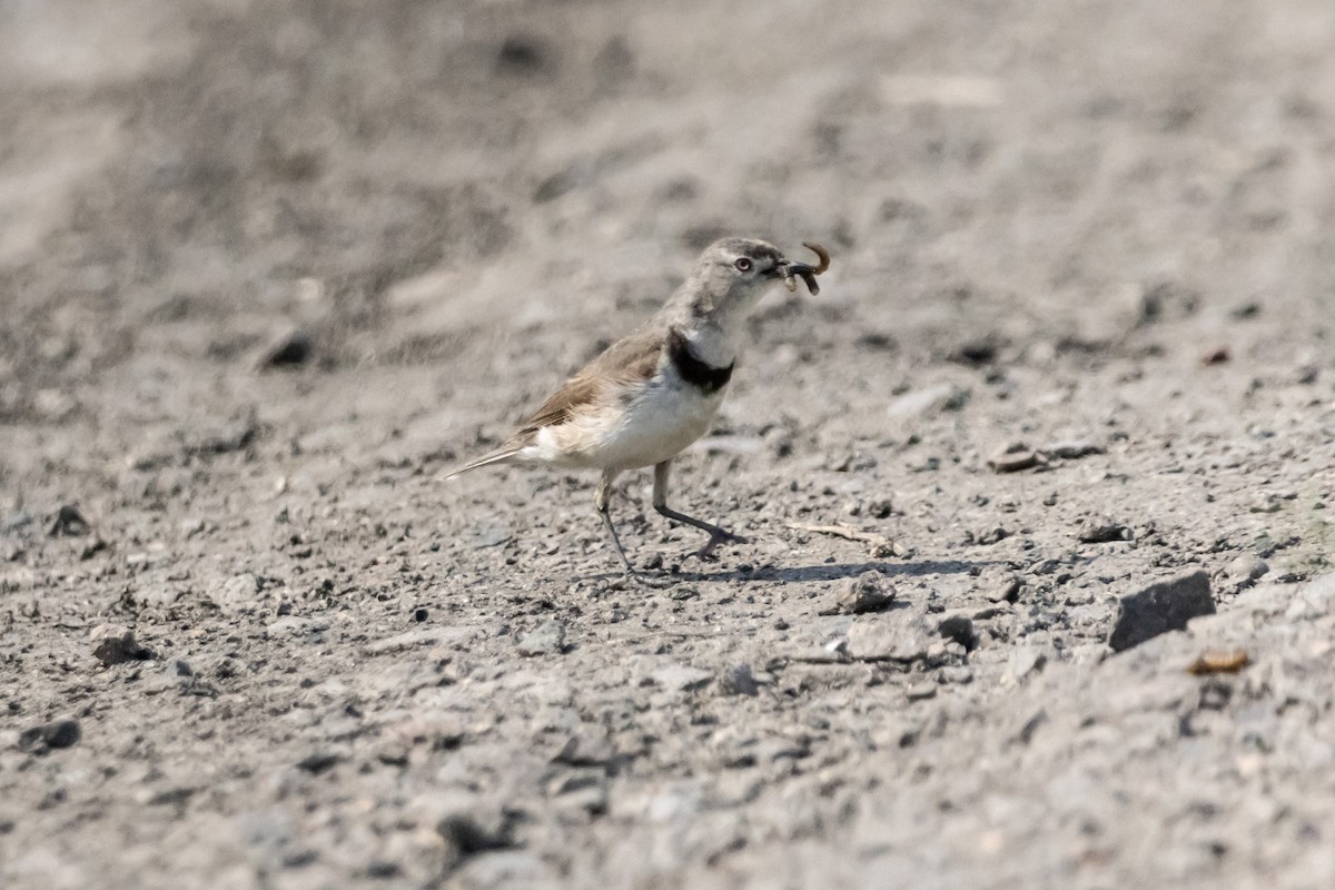White-fronted Chat - ML646733319