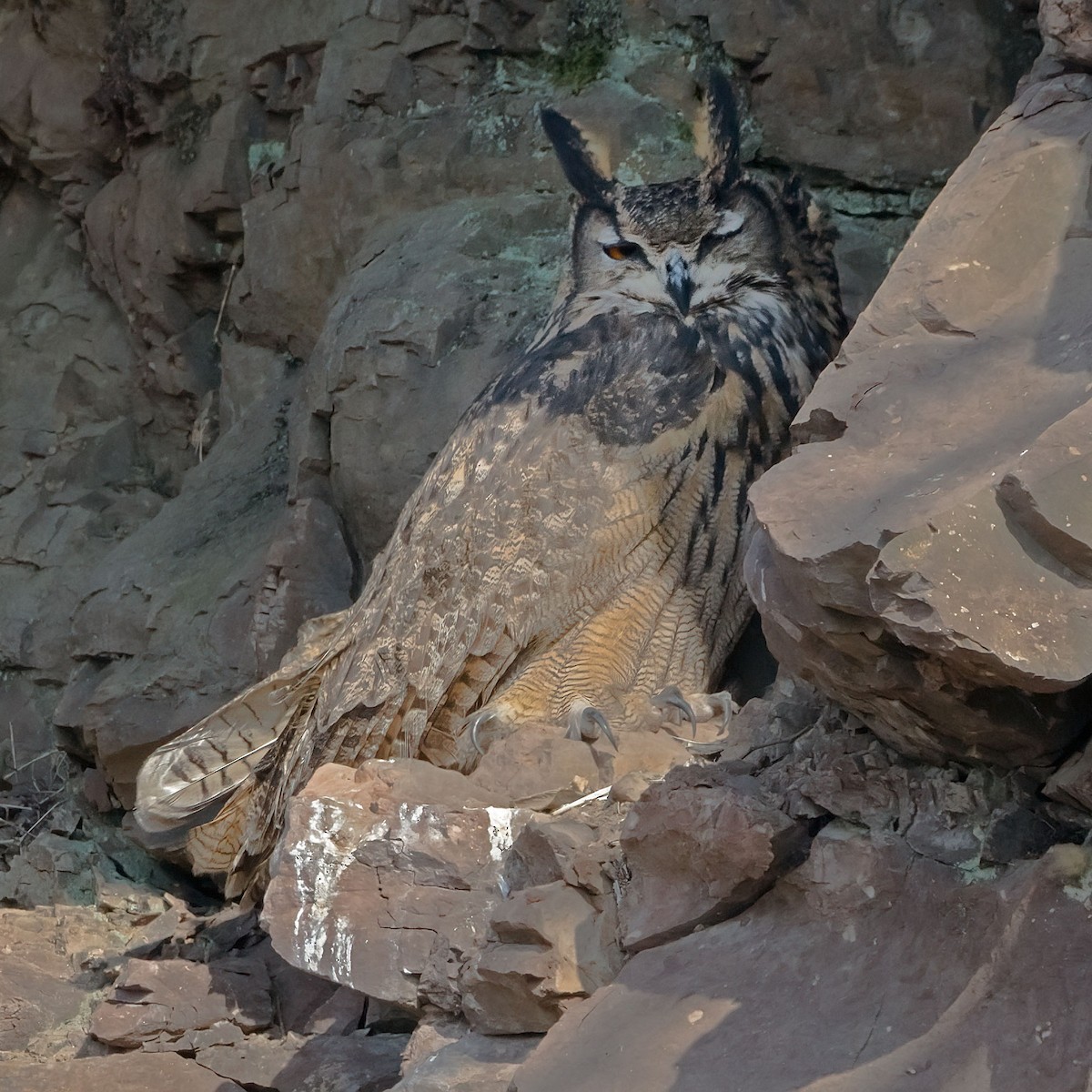 Eurasian Eagle-Owl - ML646733330