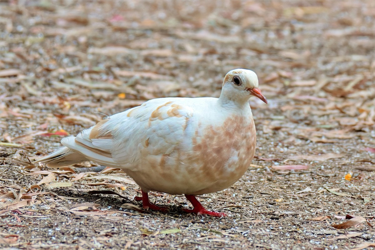 Common Bronzewing - ML646733332
