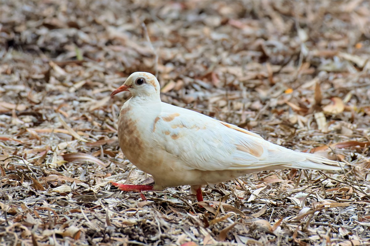 Common Bronzewing - ML646733333
