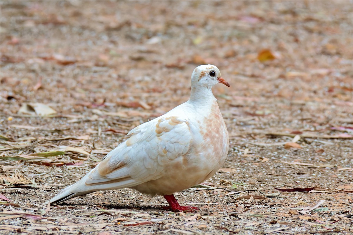Common Bronzewing - ML646733334