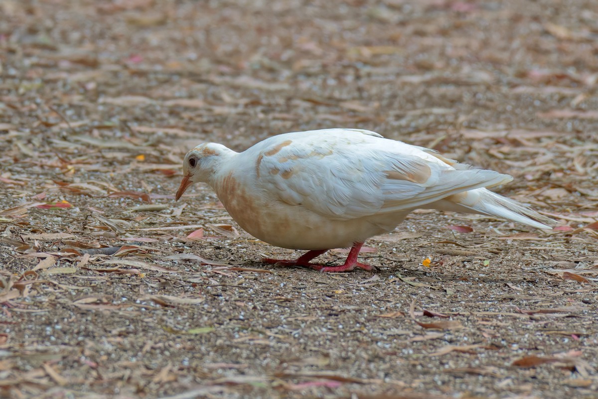 Common Bronzewing - ML646733335