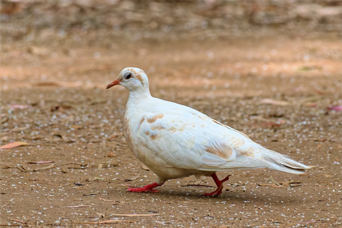 Common Bronzewing - ML646733336
