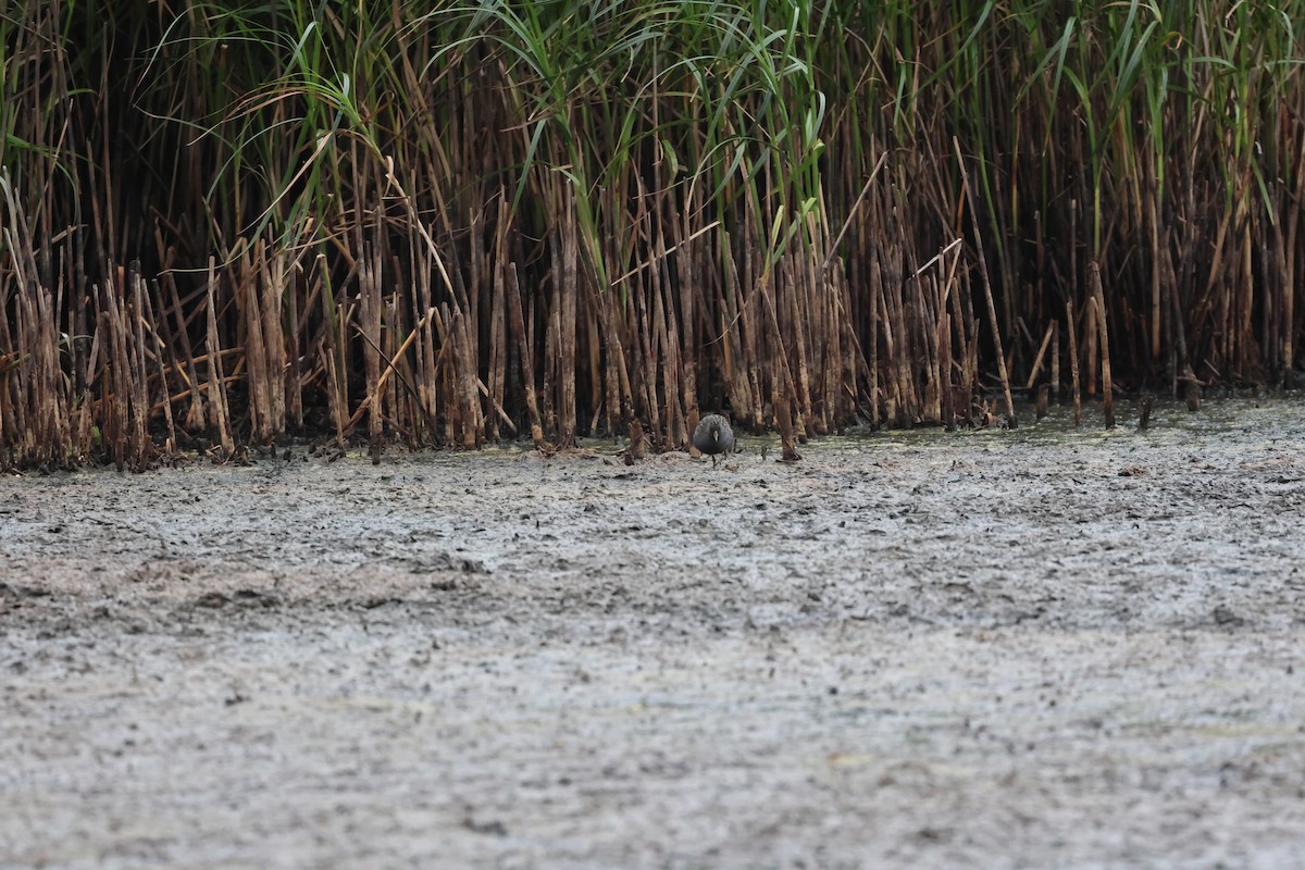 Flusssumpfhuhn - ML646733351