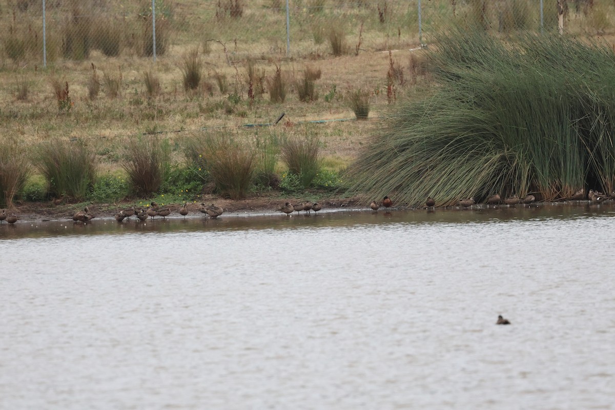 Schwarzbrust-Regenpfeifer - ML646733359