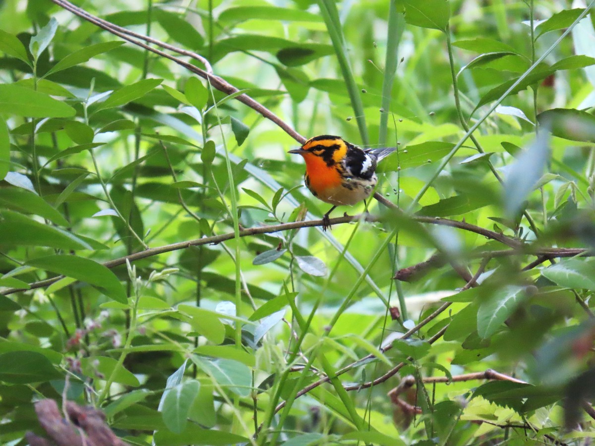 Blackburnian Warbler - ML646733361