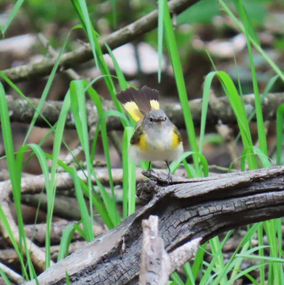 American Redstart - ML646733367
